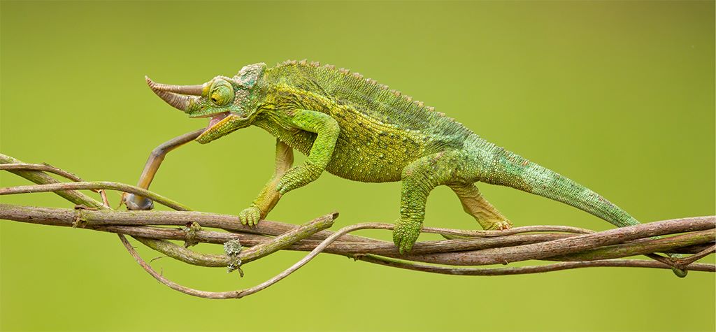 Tắc kè hoa Jackson màu xanh lá bò dọc một nhánh dây leo, thân dẹp bên và đuôi duỗi dài phía sau.