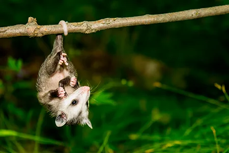 Một con opossum treo ngược người dưới cành cây, chỉ bằng chiếc đuôi cuốn quanh cành.