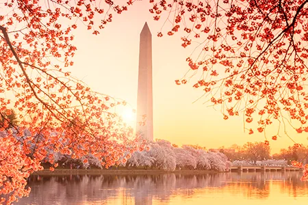 Tháp bút Washington vươn lên giữa những cành anh đào đang nở hồng, ánh nắng vàng phản chiếu xuống mặt hồ.