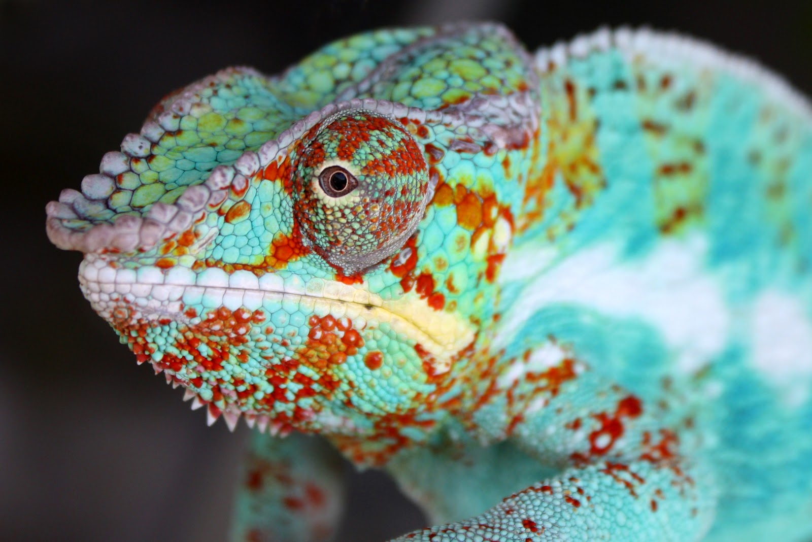 A colorful lizard on a leaf
Description automatically generated