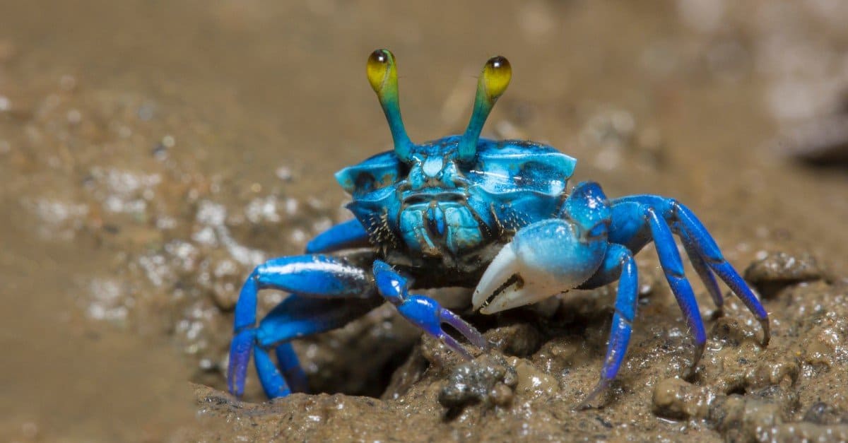 A crab with a shell
Description automatically generated