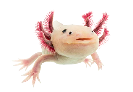 Kỳ nhông Axolotl với bộ mang ngoài độc đáo